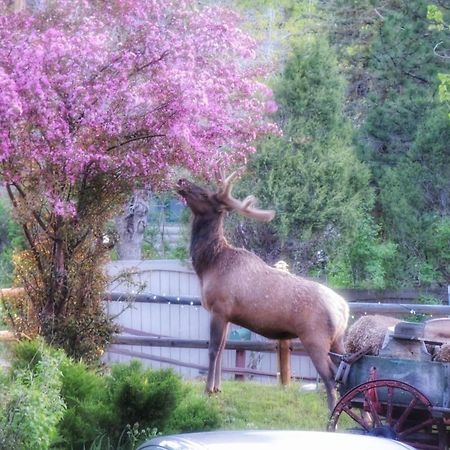 The Inn On Fall River & Fall River Cabins Estes Park Esterno foto